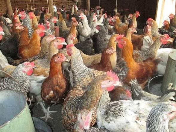 Mella's Farm chicken