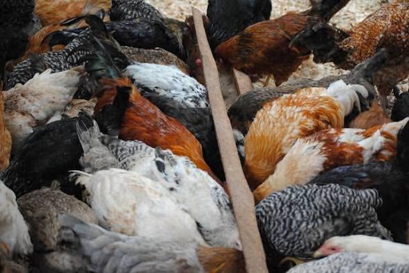 Mella's Farm chicken