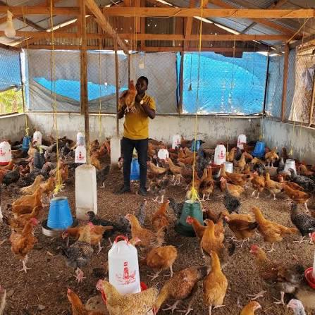 Mella's Farm chicken