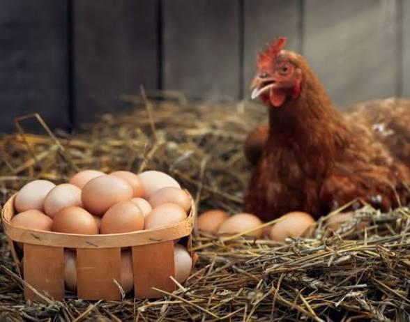 Hen with fresh eggs