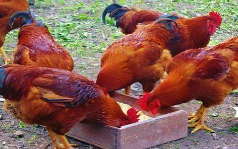 Mella's Farm chicken